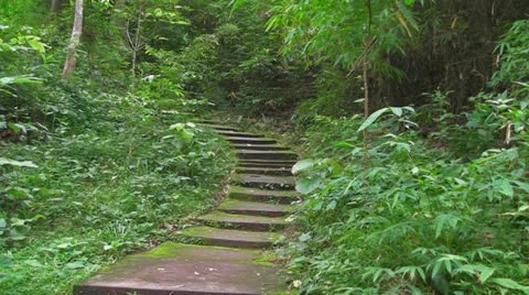Steps into the Forest Stock Footage 11296338