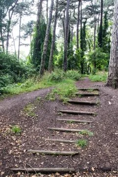 Steps to the Forest Trail Stock Photos