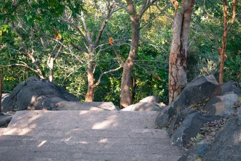 Steps going down between a dense forest from the top of a hill Stock Photos