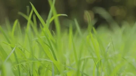 Steps on the grass Stock Footage 59534311