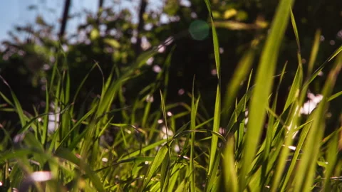 Steps on the Grass of a Vineyard Stock Footage 151100709