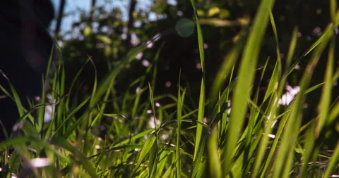 Steps on the Grass of a Vineyard Stock Footage 151100725