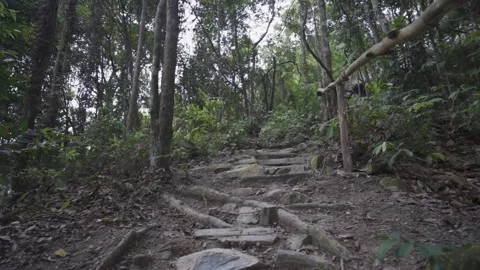 Steps that Lead One Into the Woods in Slow-Mo Video stock 157639678