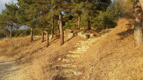 Steps leading into pine forest - Bulgaria, autumn Vídeos de archivo 98102108