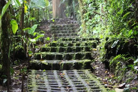 Steps at Monteverde Cloud Forest Stock Photos