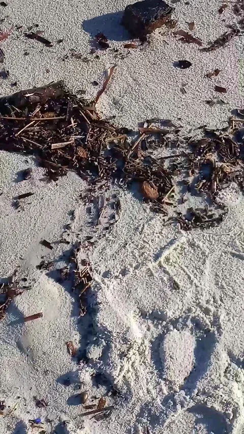 Steps on the sandy beach in autumn Stock Footage 325966316