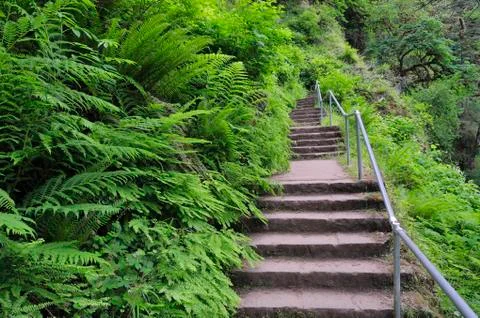 Steps, Silver Falls State Park, Marion County, Oregon, USA Stock Photos