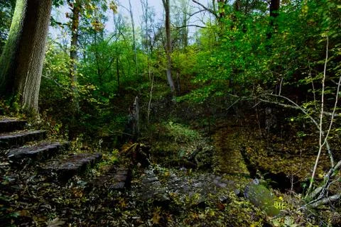 Steps on a small path in the forest. Stock Photos