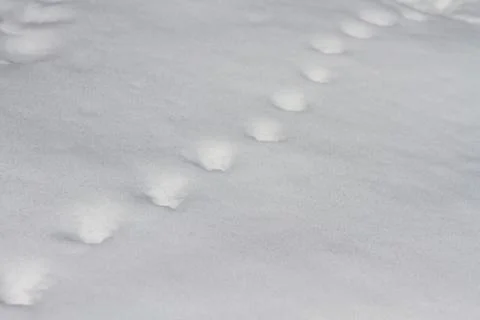 Steps in snow Foto stock