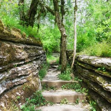 Steps in a stone labyrinth caused by a tectonic fault in a yew-Box grove in t Stock Photos