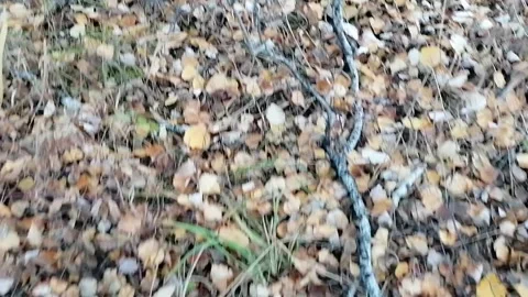 Steps through the autumn forest, look at the leaves under your feet Stock Footage 140486492