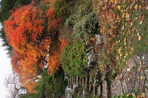 Steps to a vivid tree with vibrant red leaves Stock Photos