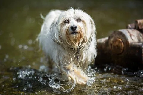 Steps in the water Stock Photos