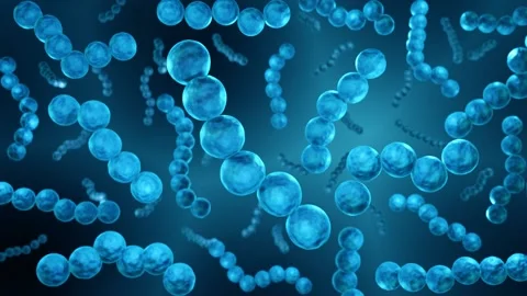 Steptococcus bacteria looped animation Stock Footage 155651851