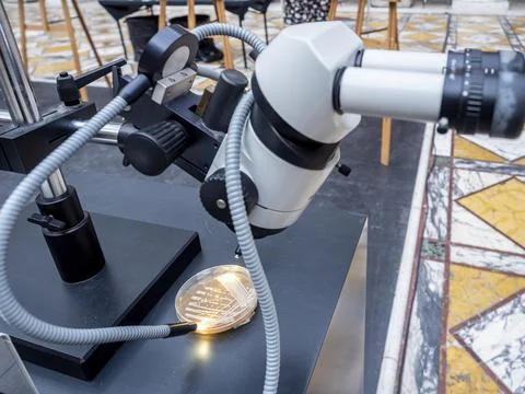Stereo microscope trained on a nutrient agar plate Stock Photos