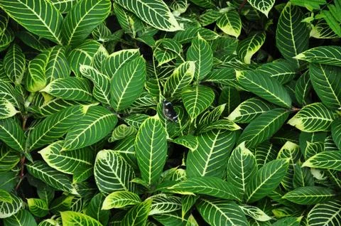 Stereogram Stock Photos