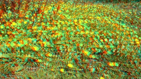 Stereoscopic 3D blooming flowers 3 (combo 1080p) Stock Footage