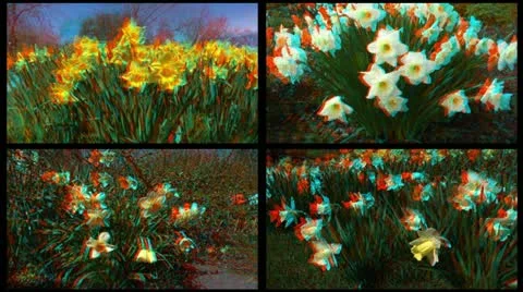 Stereoscopic 3D of blooming narcissus montage 1 combo Stock Footage