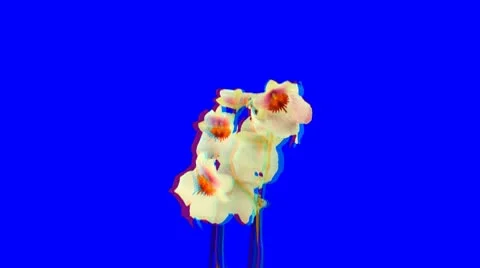 Stereoscopic 3D of rotating seemless looping orchid (Combo) 1a Stock Footage 10792442