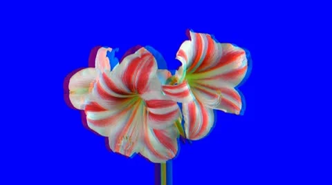 Stereoscopic 3D of rotating seemless looping amaryllis Superstar (Combo) 1 Stock Footage 10795494