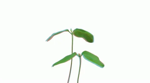 Stereoscopic 3D time-lapse of growing soybeans 3b Stock Footage 11682116