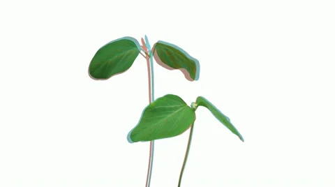 Stereoscopic 3D time-lapse of growing soybeans 5a4 (DCI-3K) Stock Footage 11682363