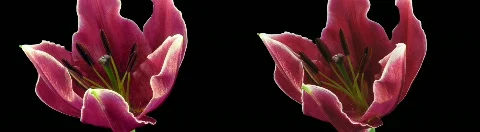 Stereoscopic 3D time-lapse of opening red lily side-by-side 4c PNG+ Stock Footage