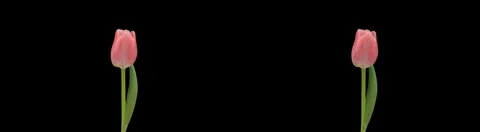 Stereoscopic 3D time-lapse of opening pink tulip (side-by-side) 1 Stock Footage 1067392