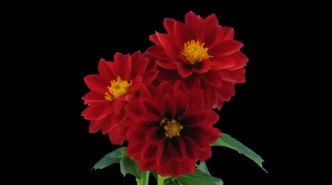 Stereoscopic 3D time-lapse of opening red dahlia 1c (left-eye, DCI-2K) Stock Footage 5163938