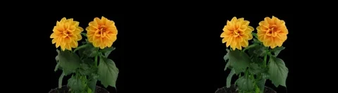 Stereoscopic 3D time-lapse of opening orange dahlia 1d (cross-vision, DCI-2K) Video stock 5500821