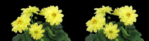 Stereoscopic 3D time-lapse of opening yellow dahlia 1c (cross-eye) Stock Footage 5504826