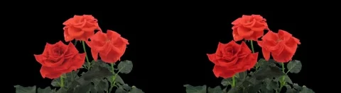 Stereoscopic 3D time-lapse of opening red rose 1a (cross-vision) Stock-Footage 5806358