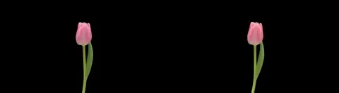 Stereoscopic 3D time-lapse of opening pink tulip 1c (cross-eye) Stock Footage 5977415