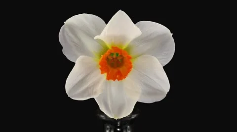 Stereoscopic 3D time-lapse of opening narcissus "Barret Browning" 2a left-eye Stock Footage 6731045