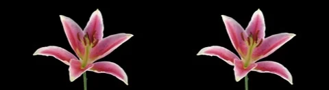 Stereoscopic 3D time-lapse of opening pink lily cross-eye 3a Stock Footage