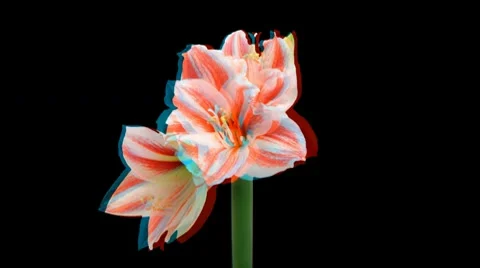 Stereoscopic 3D time-lapse of opening amaryllis Superstar 1 (combo 1080p PNG) Video stock 10707156