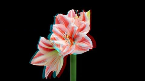 Stereoscopic 3D time-lapse of opening amaryllis Superstar 1 (combo 1080p RGB) Stock Footage 10708719
