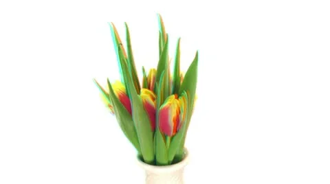 Stereoscopic 3D time-lapse of opening yellow-red tulip 1 (combo 1080p RGB) Stock Footage 10710674