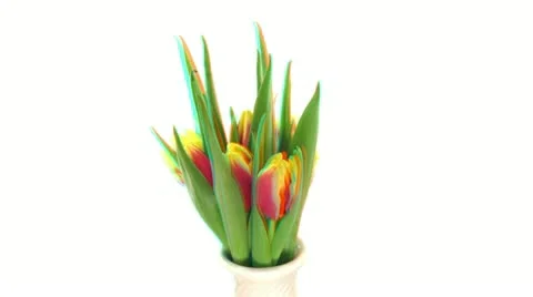 Stereoscopic 3D time-lapse of opening yellow-red tulip 1 (combo DCI-2K PNG) Stock Footage 10710692