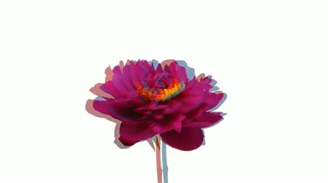 Stereoscopic 3D time-lapse of opening red peony 1a3 Stock Footage 11629238