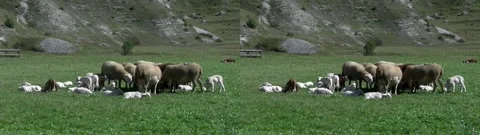 Stereoscopic 3D view : Ewes and lambs resting in a green Alpine field Stock Footage 297200686