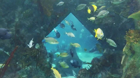 This is a Stereoscopic shot of the Albuquerque Aqarium. Availible in 2D and 3 Stock Footage 59195911