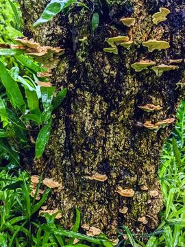 Stereum ostrea, also called false turkey tail and golden curtain crust, is .. Stock Photos