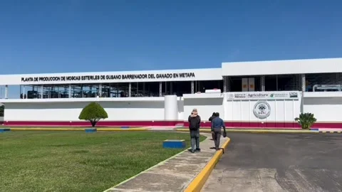 Sterile fly facility in Mexico expected to help reopen U.S. border to Mexican ca Vídeo Stock 338420581