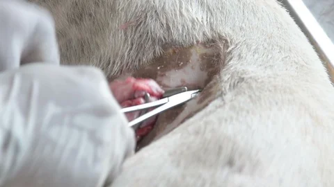 Sterilization of animals, veterinary surgery. Sterilization by veterinarians in Stock Footage 90828959