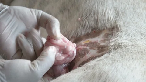 Sterilization of animals, veterinary surgery. Sterilization by veterinarians in Stock Footage 90829241