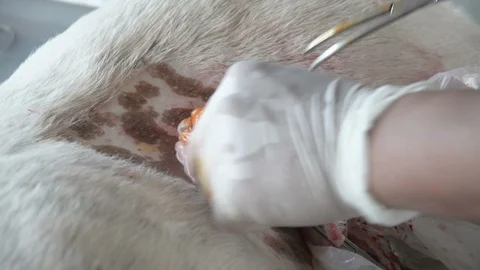 Sterilization of animals, veterinary surgery. Sterilization by veterinarians in Stock Footage 90830358