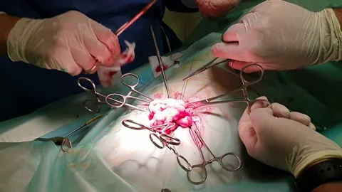 Sterilization surgery on a dog Stock Footage 132418723