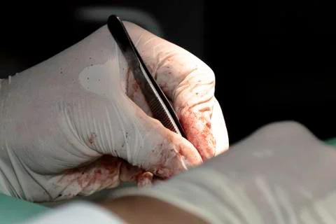 Sterilization surgery on a dog 写真素材