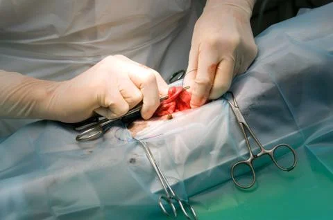 Sterilizing a dog Stock Photos